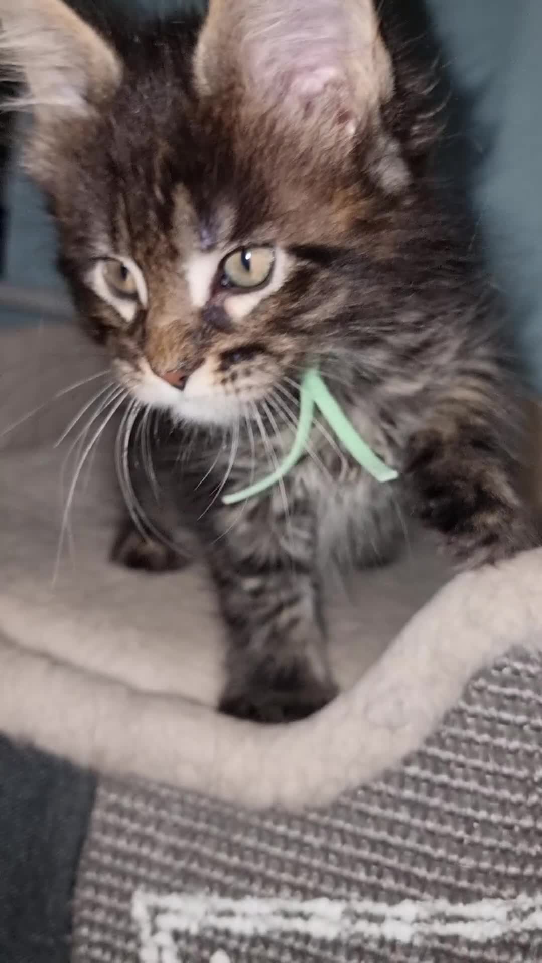 Maine Coon cats for sale: Pedigree GCCF Registered Maine Coon Kittens - Video 1