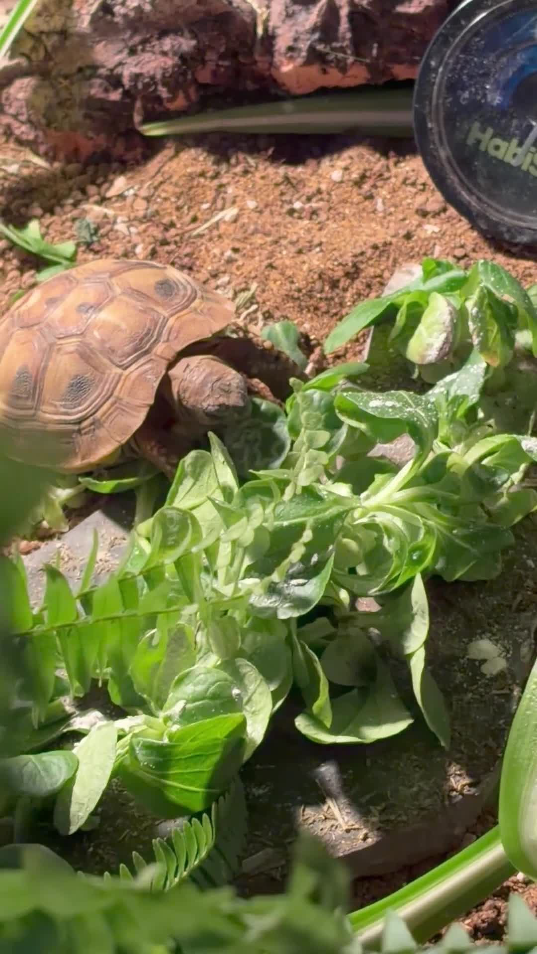 Hermann Tortoise reptiles for sale: Hermann’s Tortoise and Tortoise Table in Leeds - Video 1