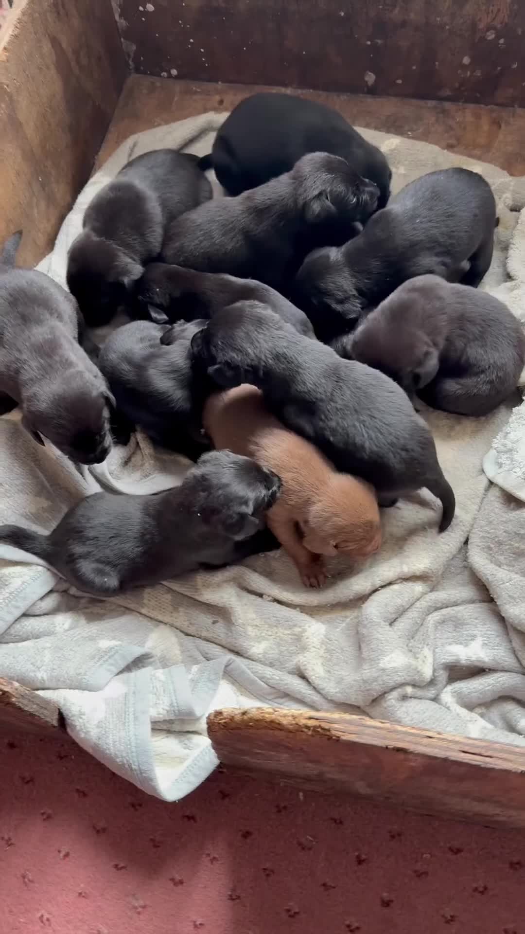 Labrador Retriever dogs for sale: Outstanding DRAKESHEAD working Labrador Puppies  - Video 1