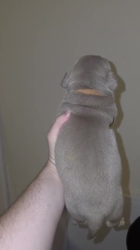 American Bully dogs for sale: Pocket bully’s for sale  in Preston - Video 4