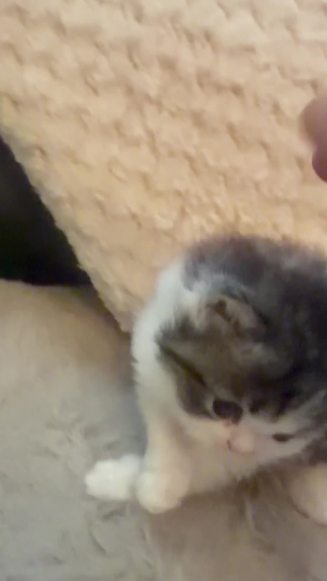 Exotic cats for sale: Beautiful adorable exotic babies - Video 3