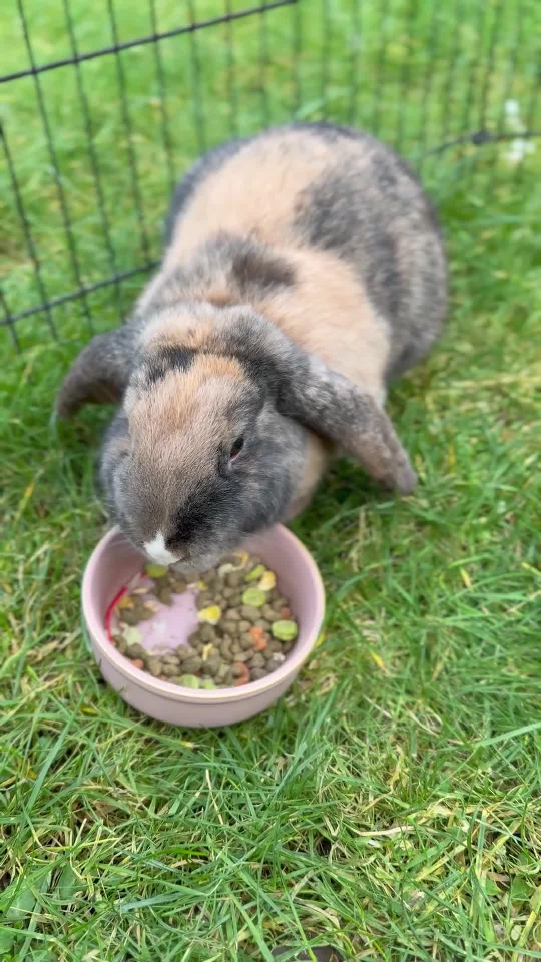 Mini Lop rabbits for sale: Mini Lop rabbit  - Video 1