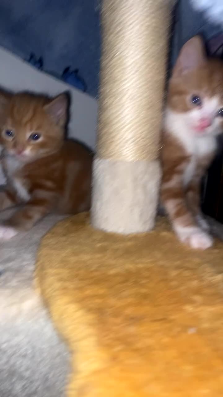 British Shorthair cats for sale: 🩵🩷Beautiful British shorthair kittens 🩷🩵 - Video 3