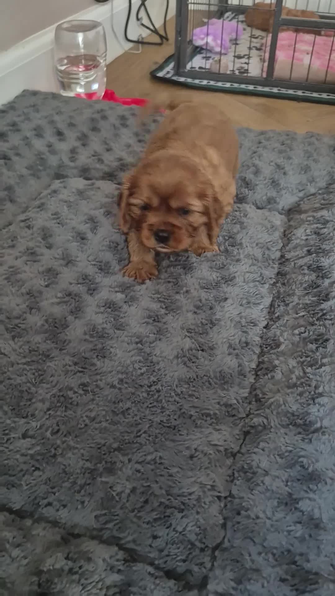 Cavalier King Charles Spaniel dogs for sale: KC REG. CAVALIER KING CHARLES PUPPIES  - Video 2