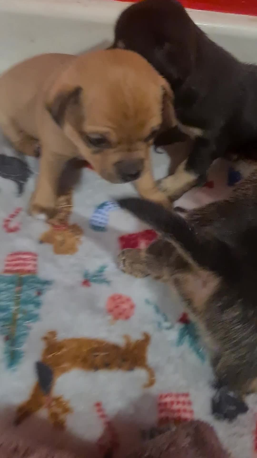 Pomchi dogs for sale: Chihuahua x pomchi - Video 3