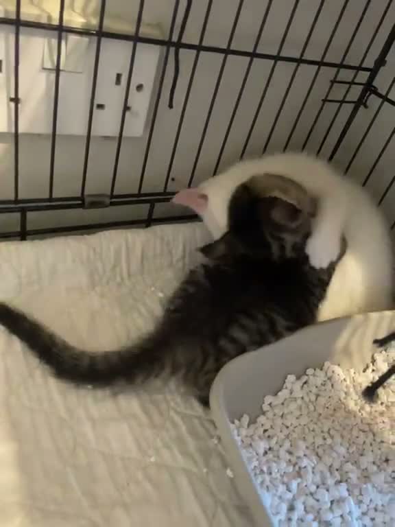 British Shorthair cats for sale: Beautiful, Loving Kittens - Video 1