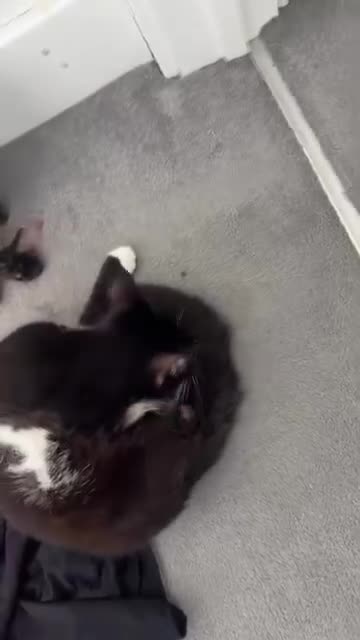 American Shorthair cats for sale: 4-Month-Old Female American Shorthair Kitten in London - Video 1