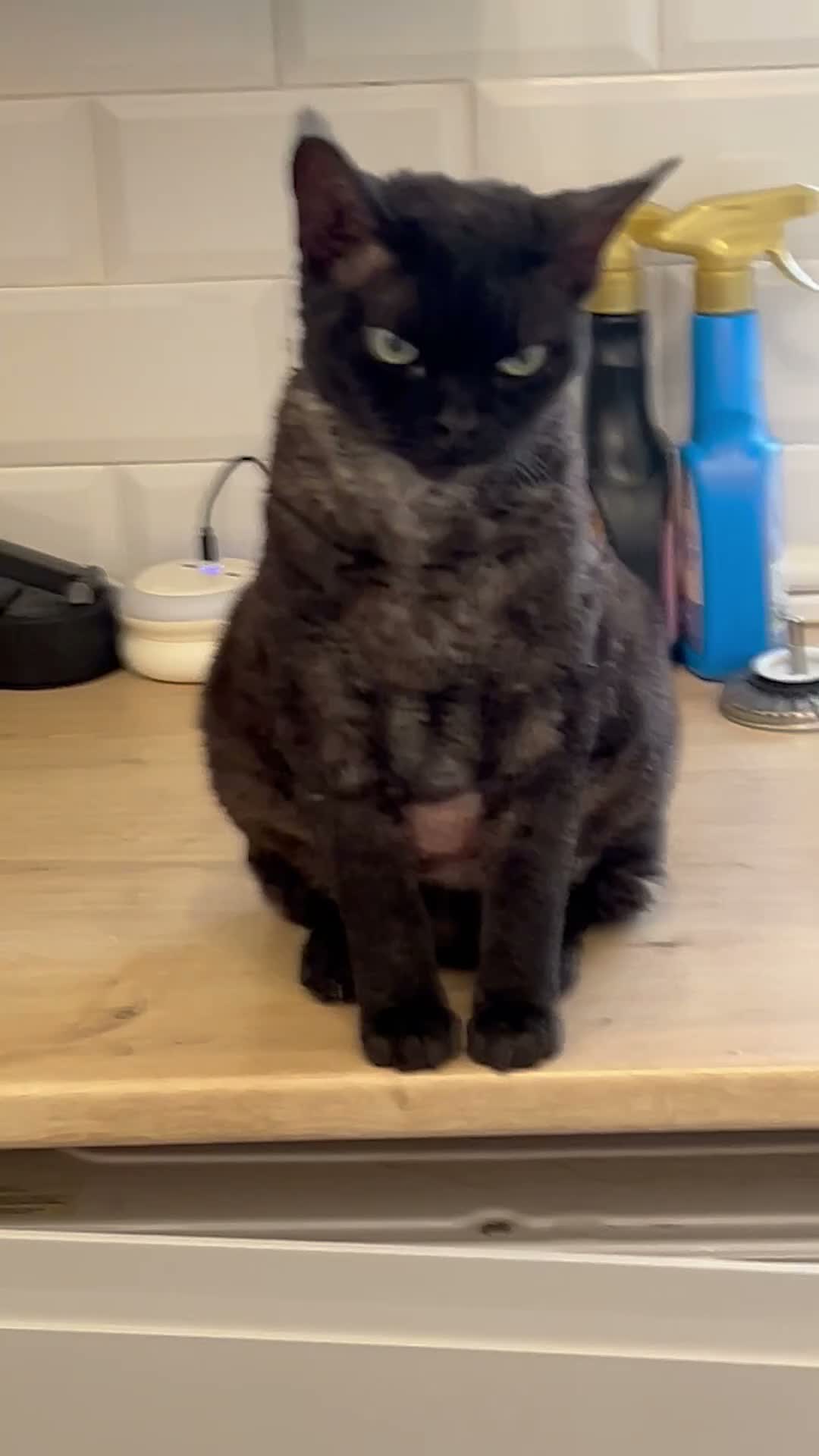 Devon Rex cats for sale: 5 yr old Devon Rex male  - Video 1