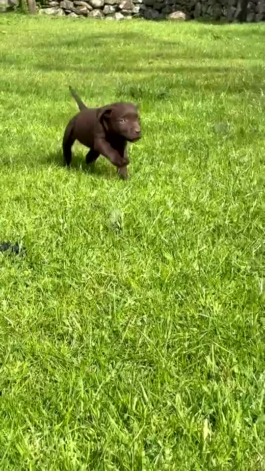 Labrador Retriever dogs for sale: Chocolate Labradors  - Video 3
