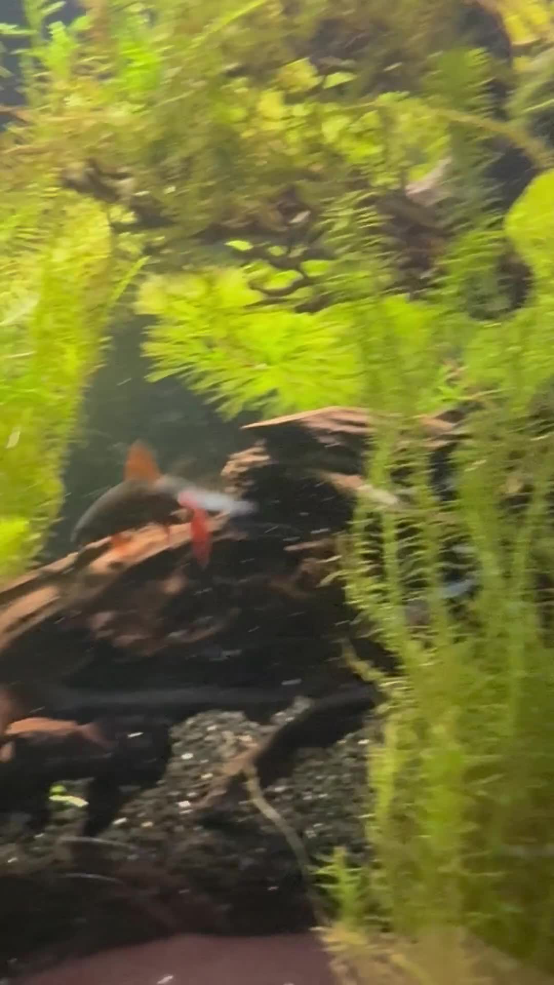 Sharks fish for sale: Red-tailed black shark - Video 1