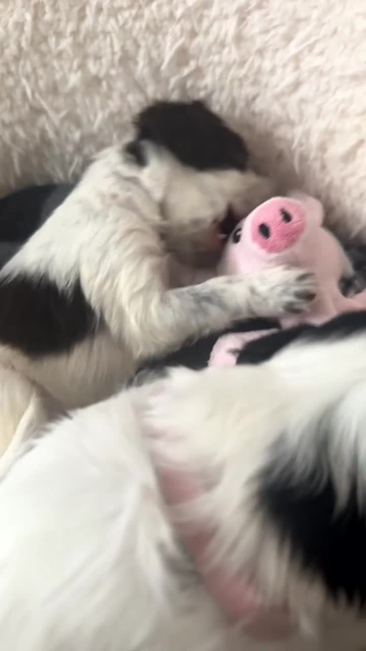 Sprocker dogs for sale: Beautiful Sprocker puppies for sale - Video 2
