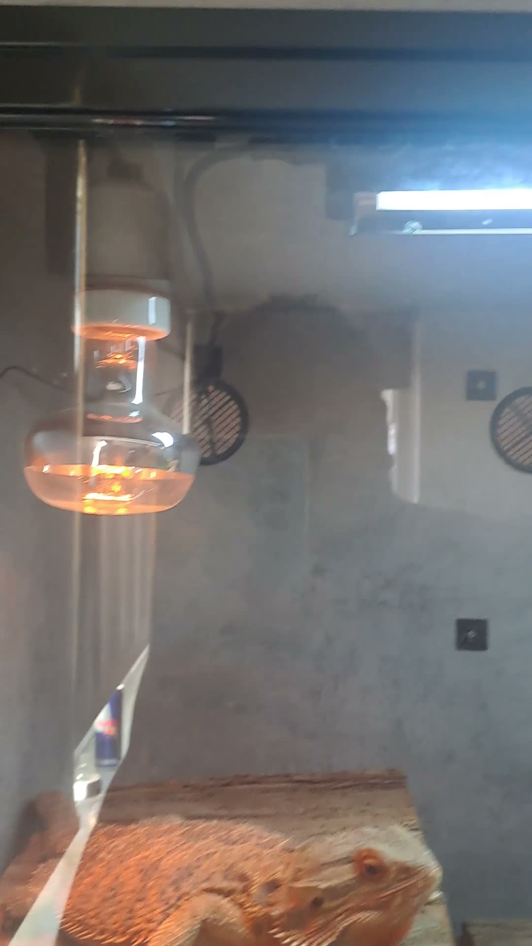 Bearded Dragon reptiles for sale:  2 Male bearded dragon + 1 female dragon  - Video 4