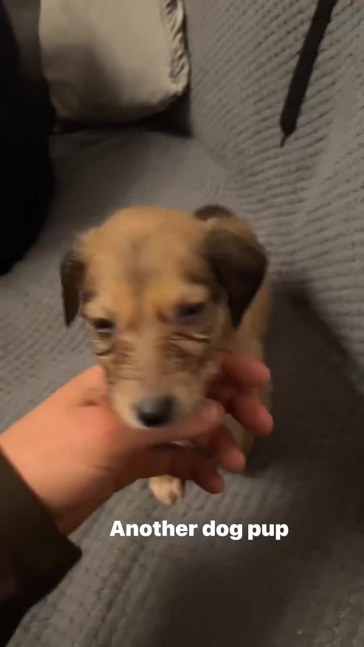 Mixed Breed dogs for sale: Saluki greyhound dog pups - Video 1