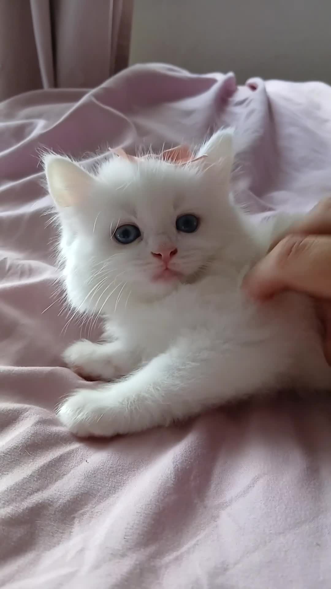 Turkish Angora cats for sale: Kitten female Angoradoll - Video 2