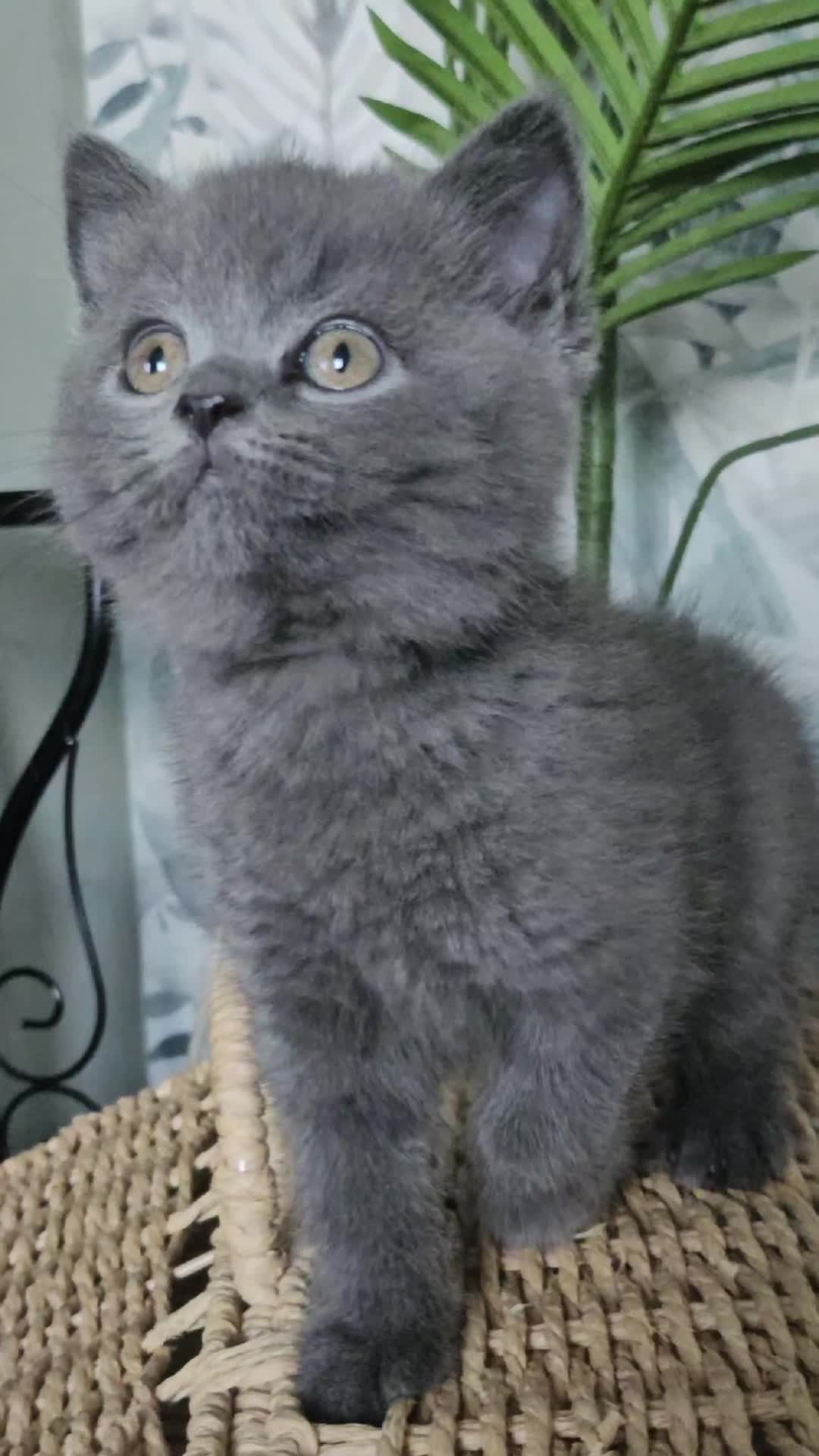 British Shorthair cats for sale: Tica registered Blue & Blue golden BSH - Video 1