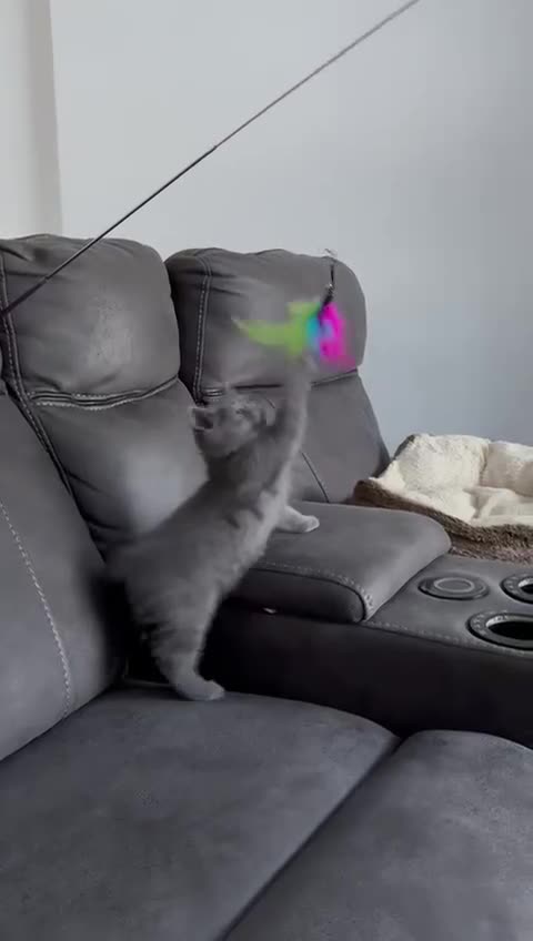 British Shorthair cats for sale: British shorthair kitten”Ready now” - Video 1