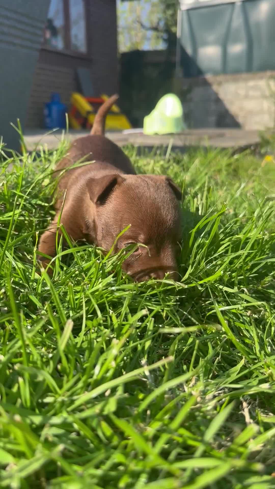 Patterdale Terrier dogs for sale: Adorable Patterdale Bitch  - Video 1