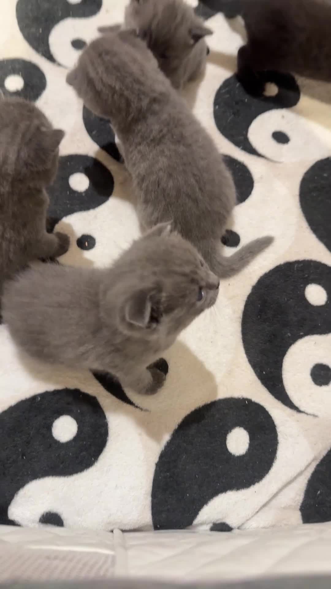Scottish Fold cats for sale: Scottish Fold Kittens  - Video 1
