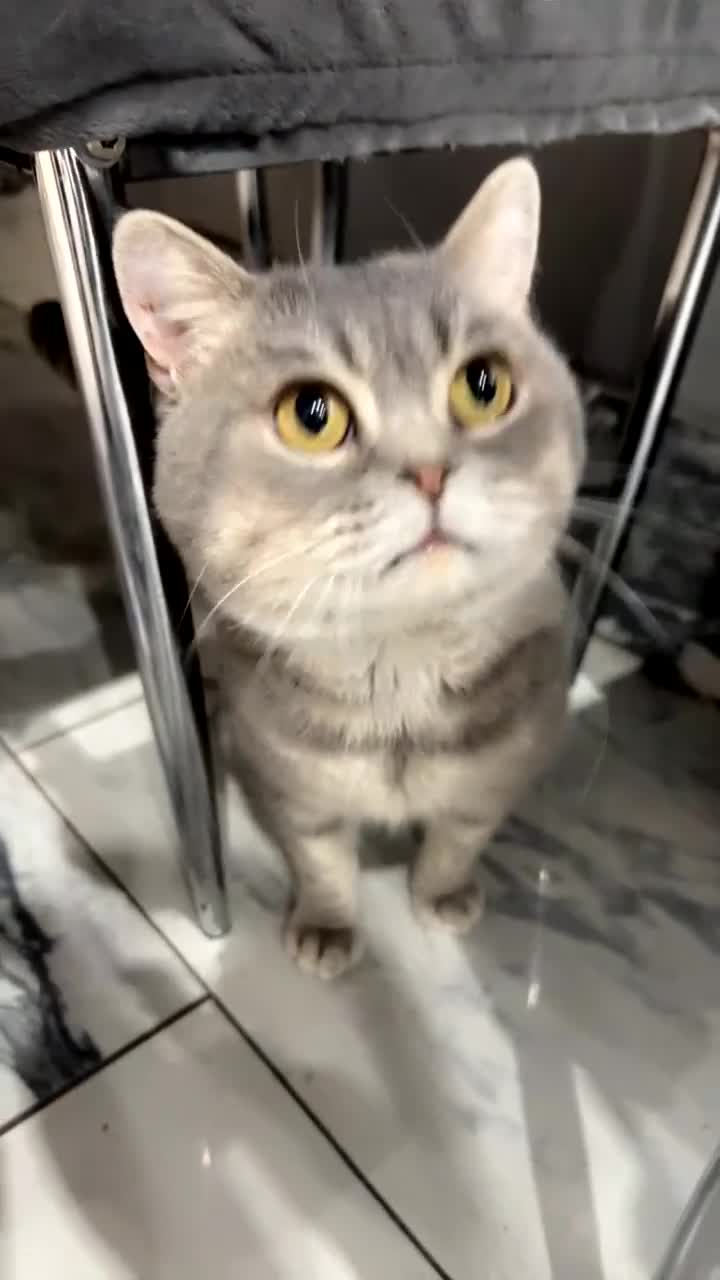 British Shorthair cats for sale: Cute Male Blue Spotted British Shorthair Kitten - Video 1