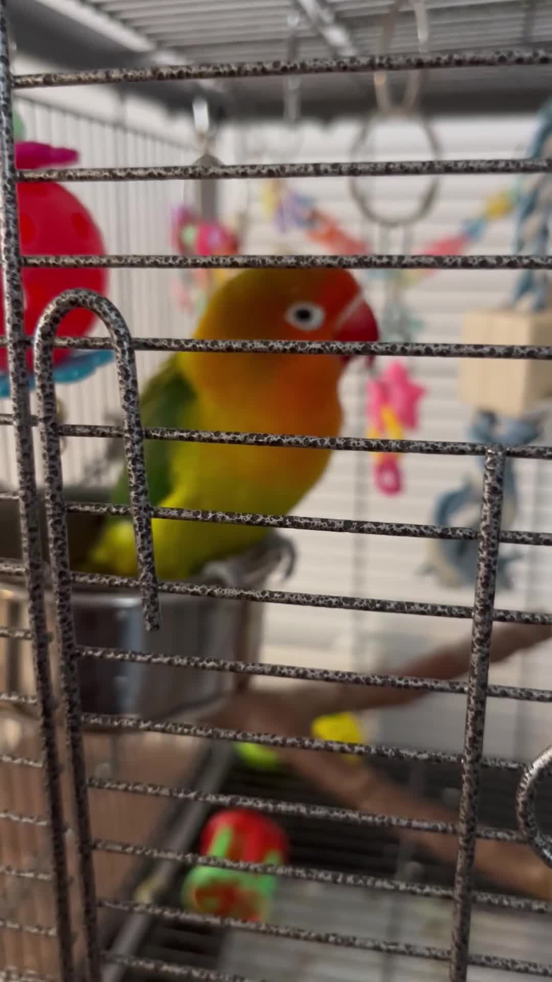 Lovebirds birds for sale: Hand reared love bird MALE  - Video 1