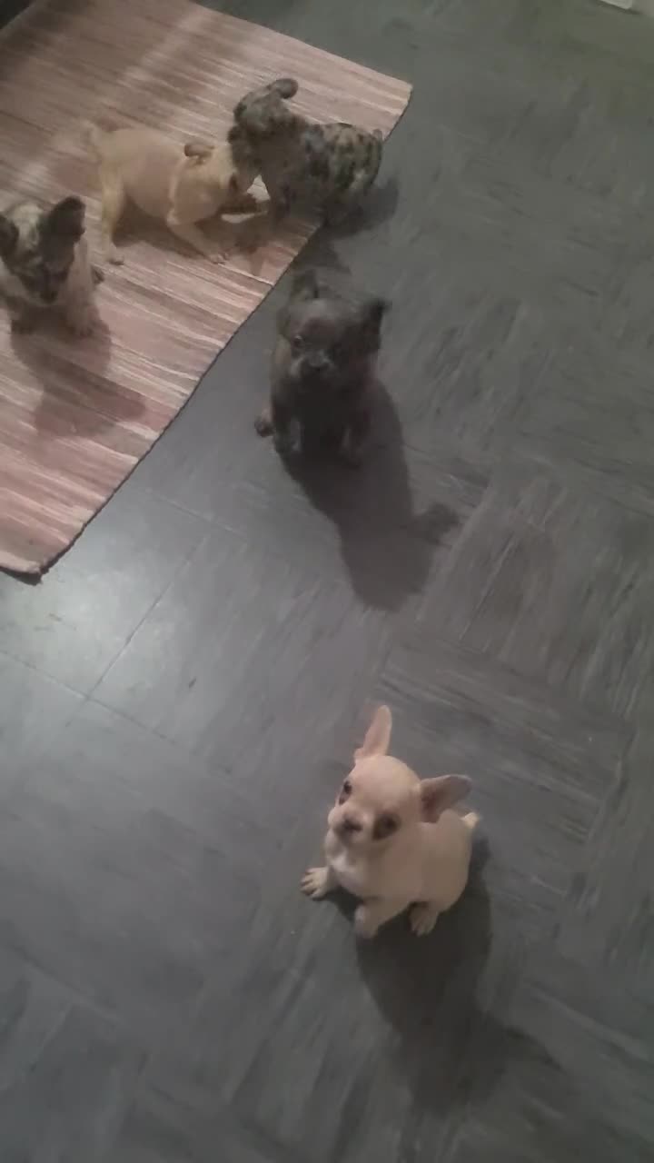 French Bulldog dogs for sale: ✨ Enchanted Frenchie Puppies Ready Now! ✨ - Video 4