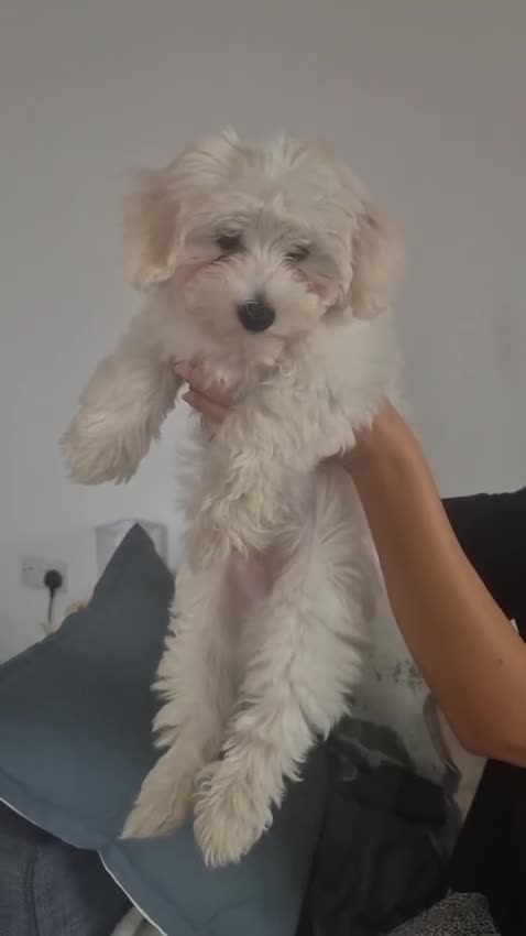 Maltese dogs for sale: Maltese puppy  - Video 1