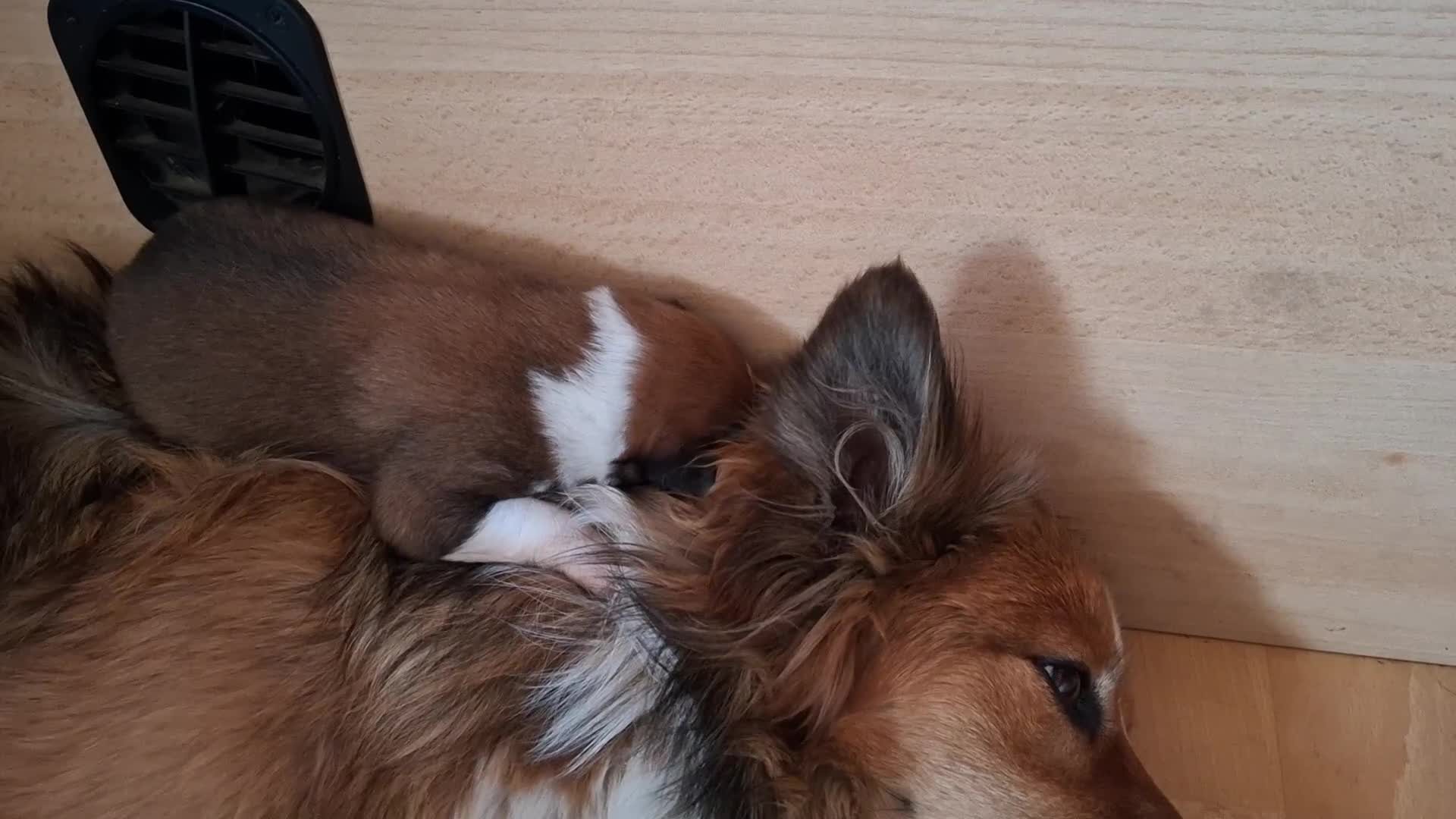 Border Collie dogs for sale: 7 border collie pups 🌟  - Video 2