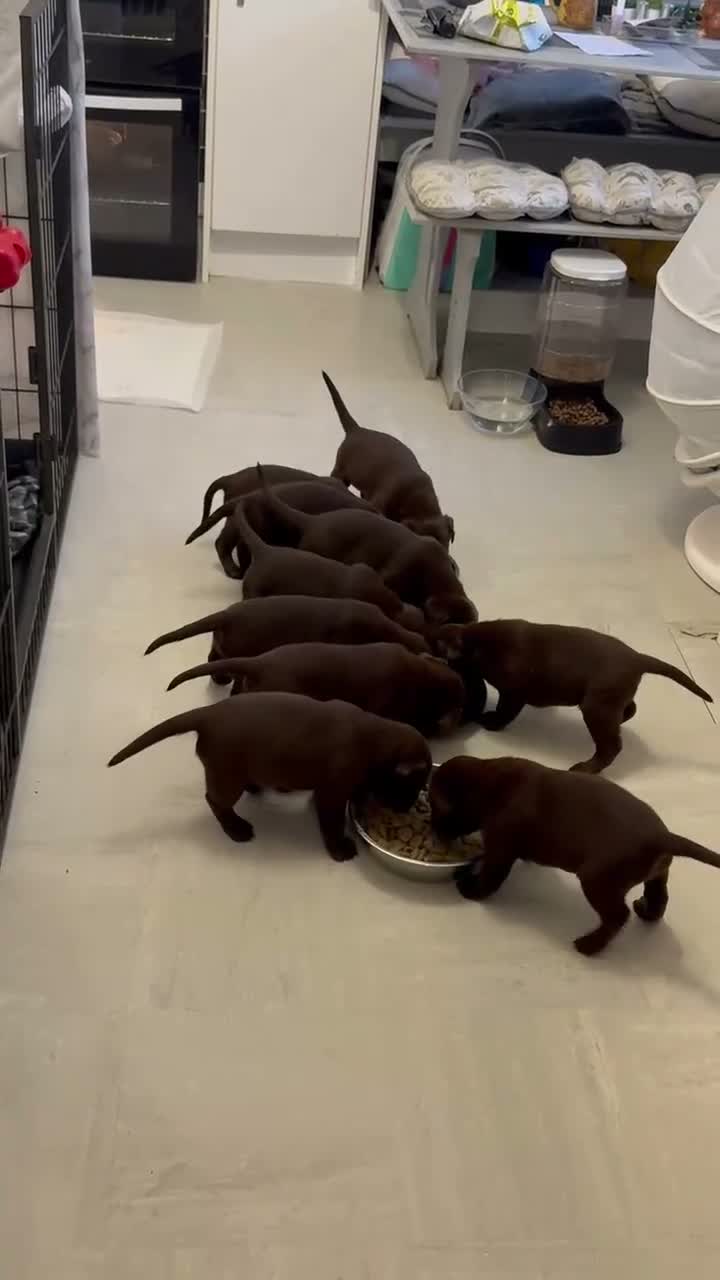 Labrador Retriever dogs for sale: Chunky chocolate Labrador puppies  - Video 1