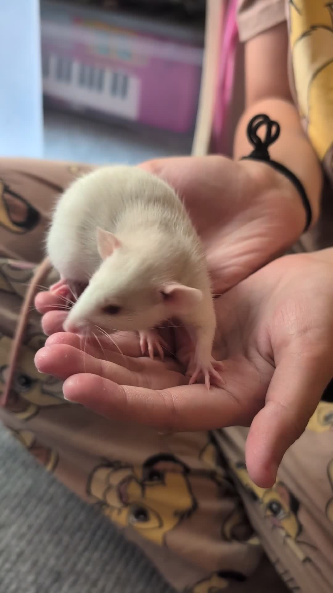 Rat rodents for sale: Adorable dumbo babies  - Video 1
