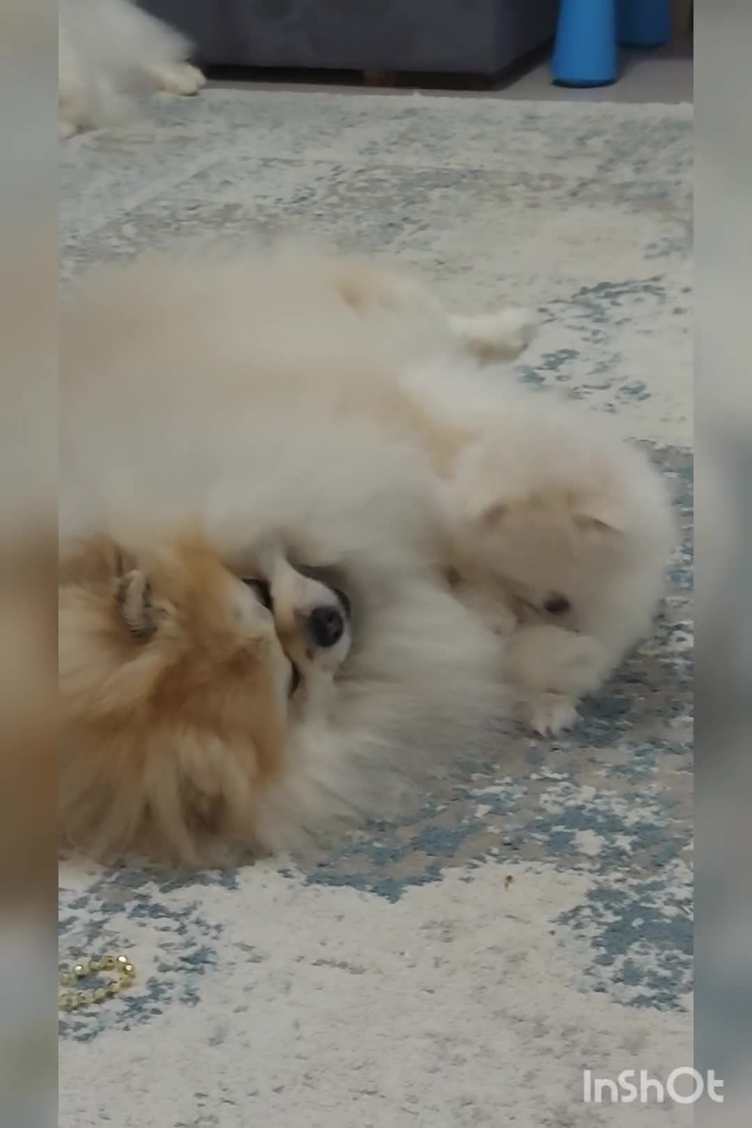 Pomeranian dogs for sale: Russian baby pomeranian(only one girls left) 💕💝  - Video 1