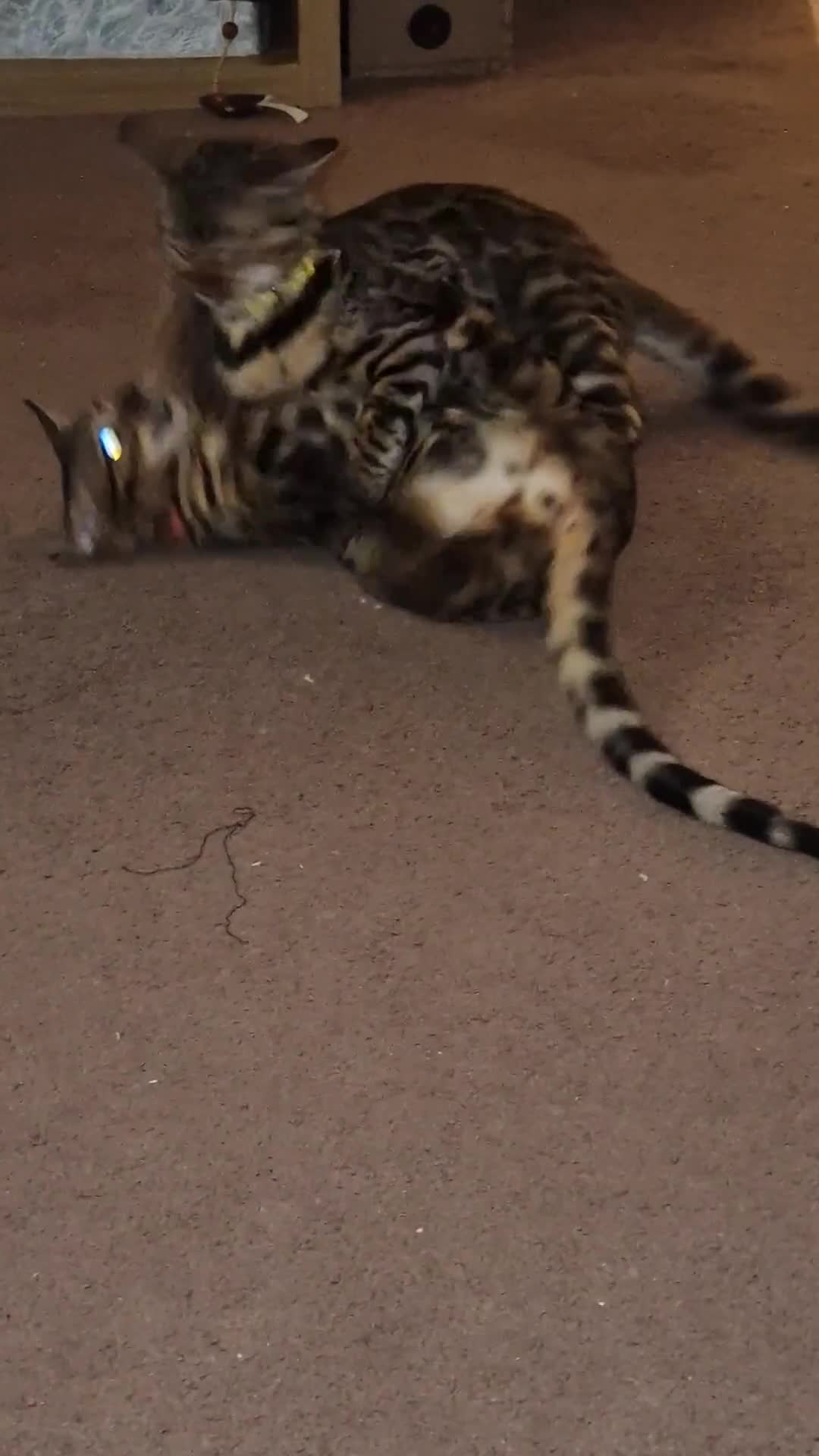 Bengal cats for sale:  🌟 Stunning Bengal Kittens  🌟 🥰🥰 - Video 2