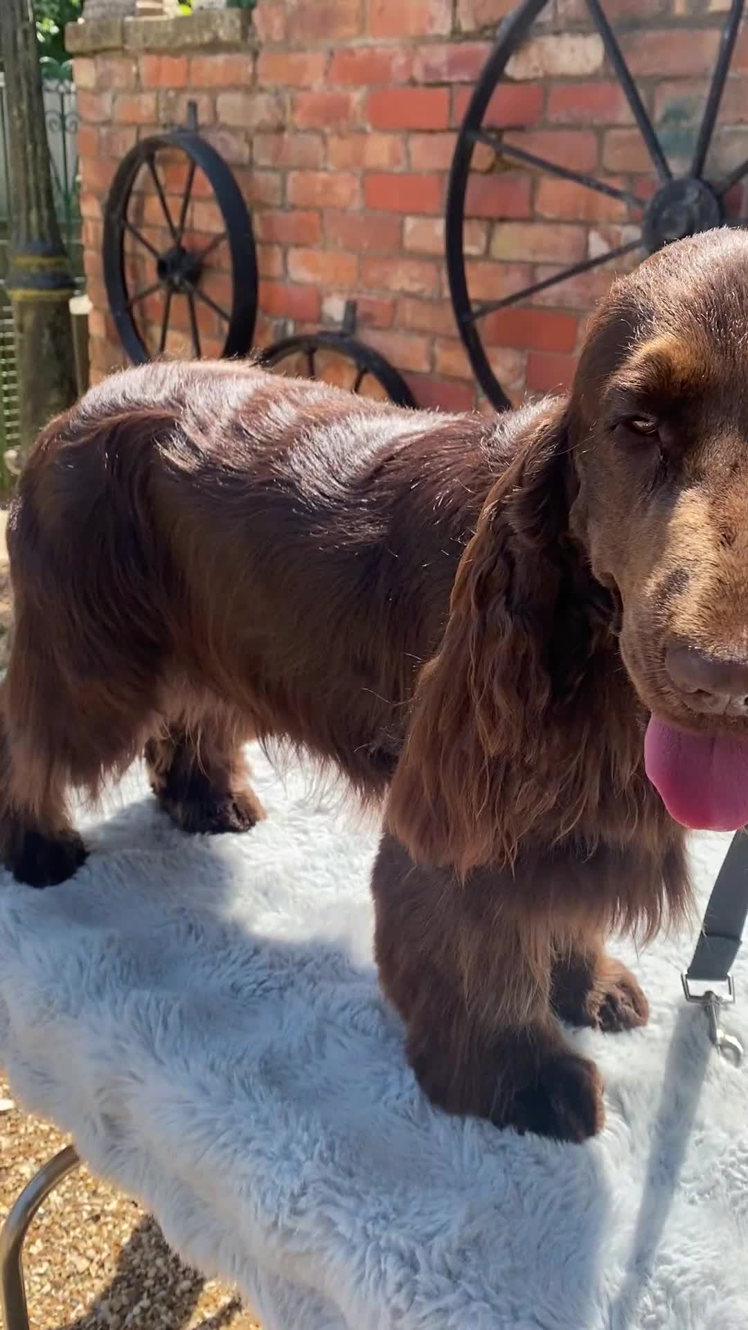 Cocker Spaniel dogs for sale: ✨ Sangriseo Show Cocker Spaniels Waiting List - Video 1