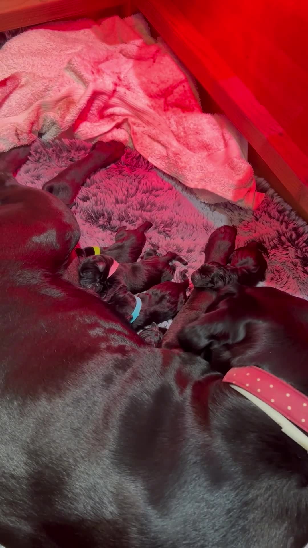 Labrador Retriever dogs for sale: New Born Black Labrador Puppies in Tarporley - Video 1