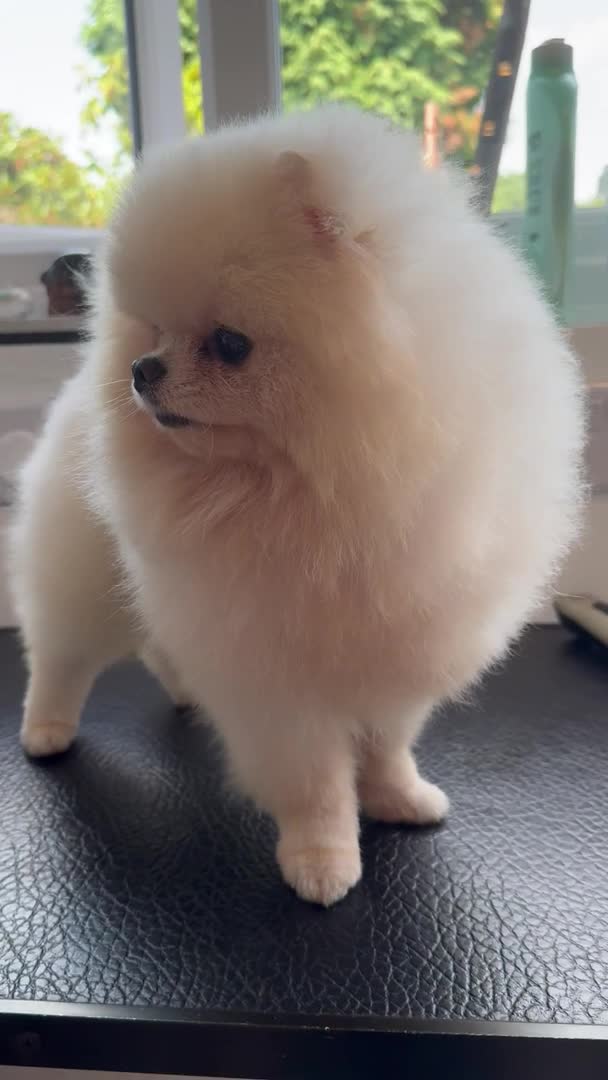 Pomeranian dogs for stud: KC well proven 1,9kg  stud in Surrey !  in Camberley - Video 1