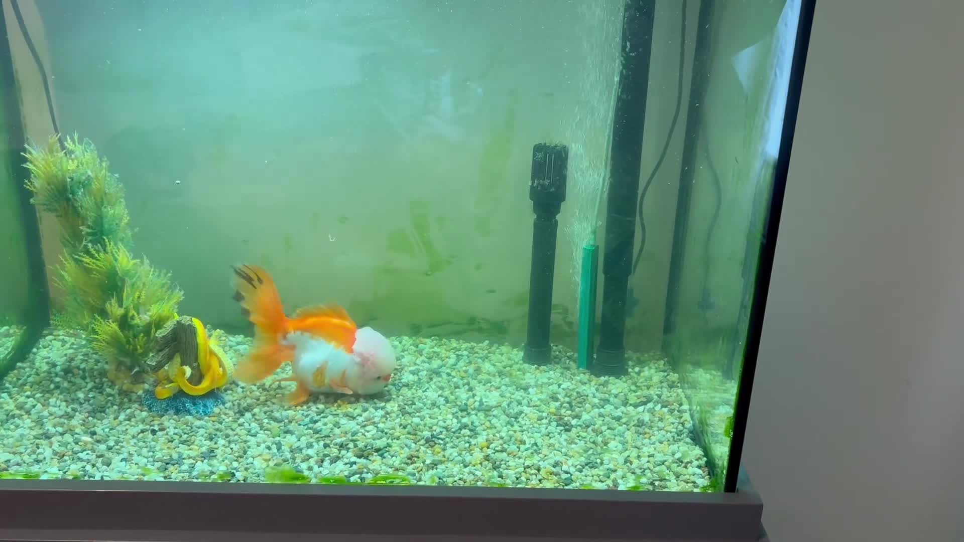 Fancy Goldfish fish for sale: Fancy Goldfish, with full set up  - Video 1