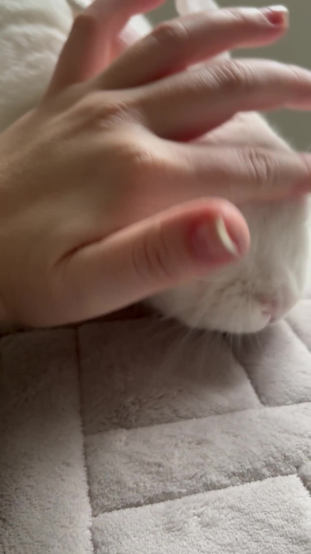 Mixed Breed rabbits for sale: Cotton looking for new cuddles - Video 4