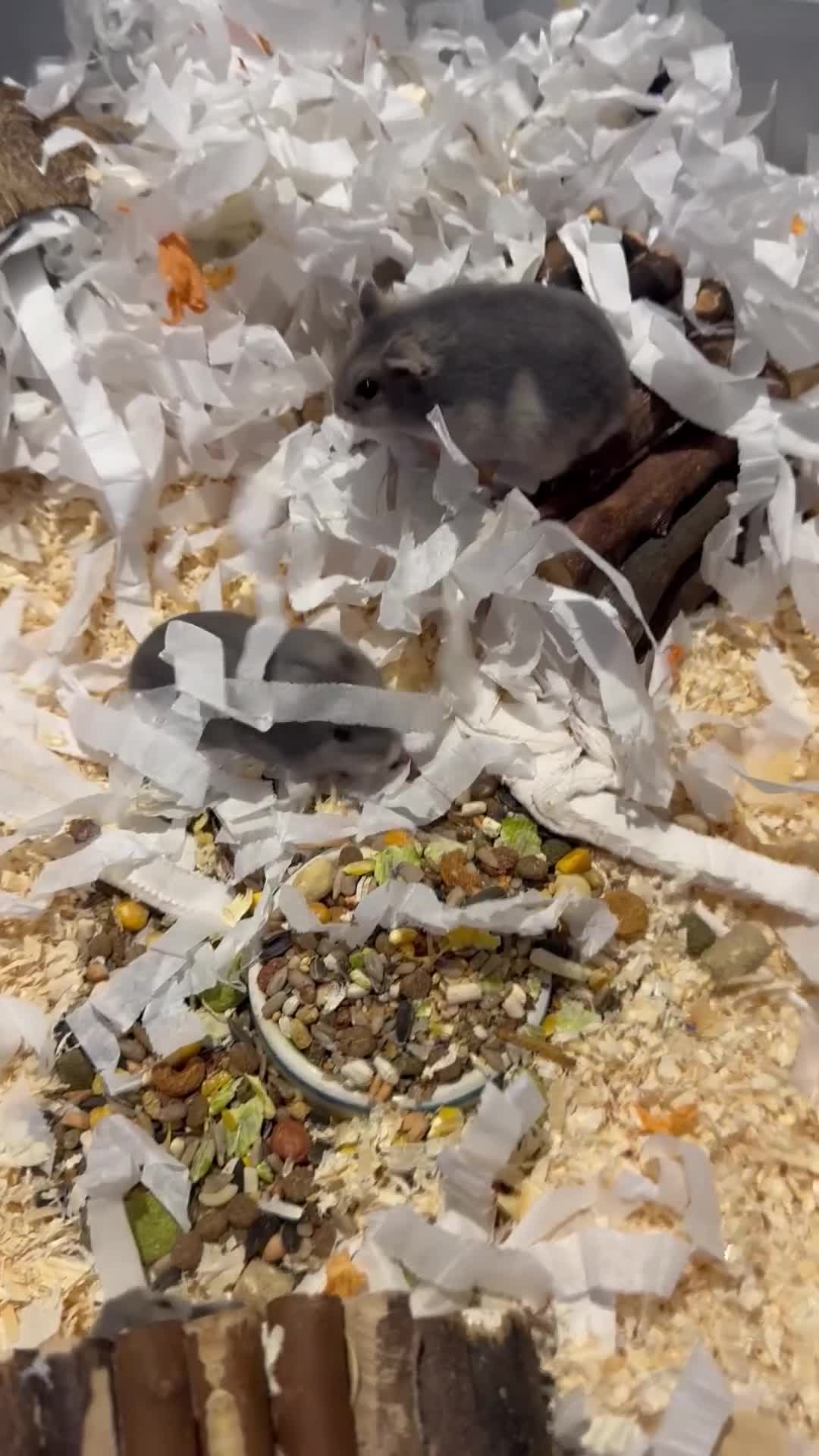 Hamster rodents for sale: Pedigree sapphire winter white hamsters  - Video 1