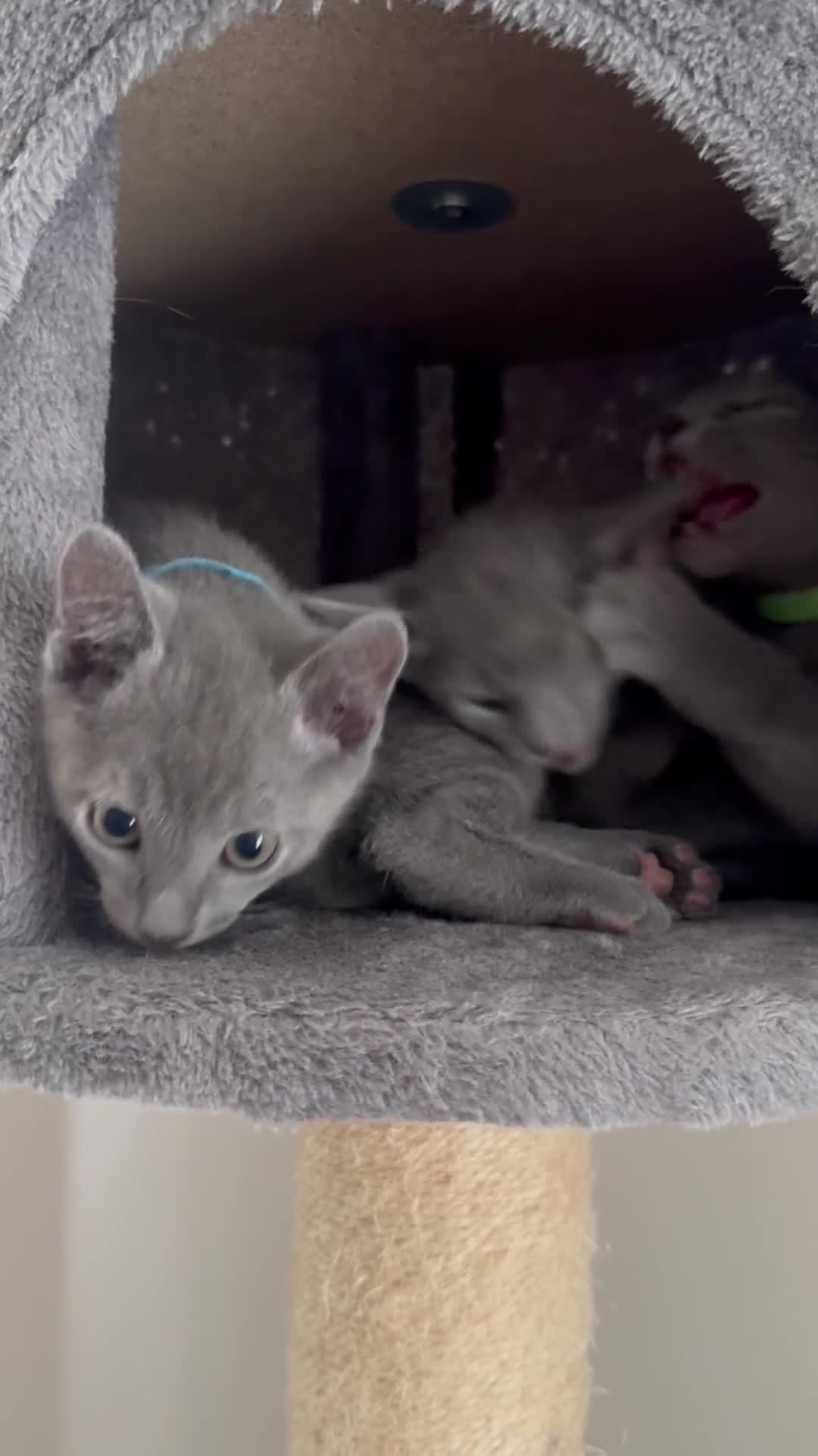 Russian Blue cats for sale: 🩵GCCF Registered Russian Blue kittens 🩵 - Video 4