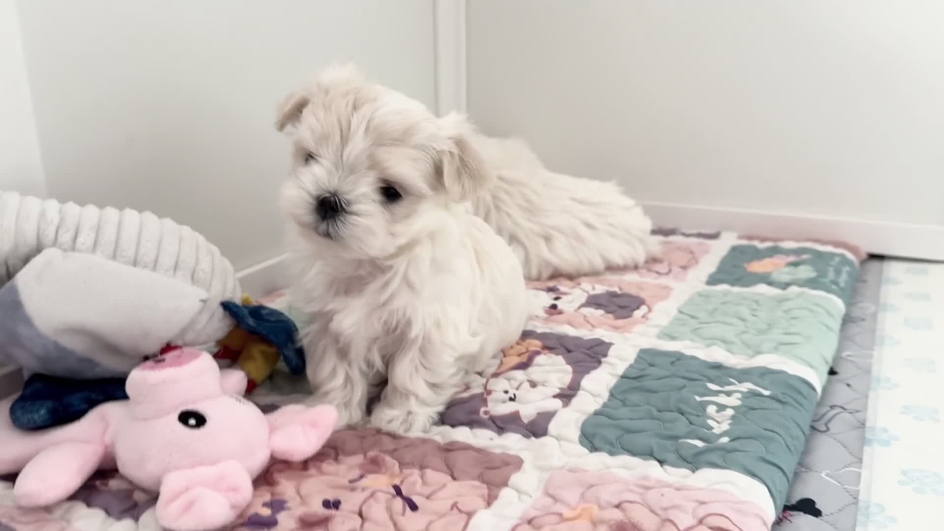 Maltese dogs for sale: 💎 KC Korean Maltese Girls 💎 DNA tested parents. in Leven - Video 1