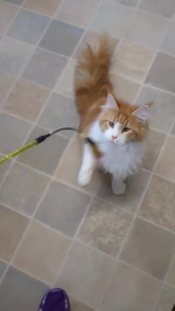 Maine Coon cats for sale: Dave JR - Video 1