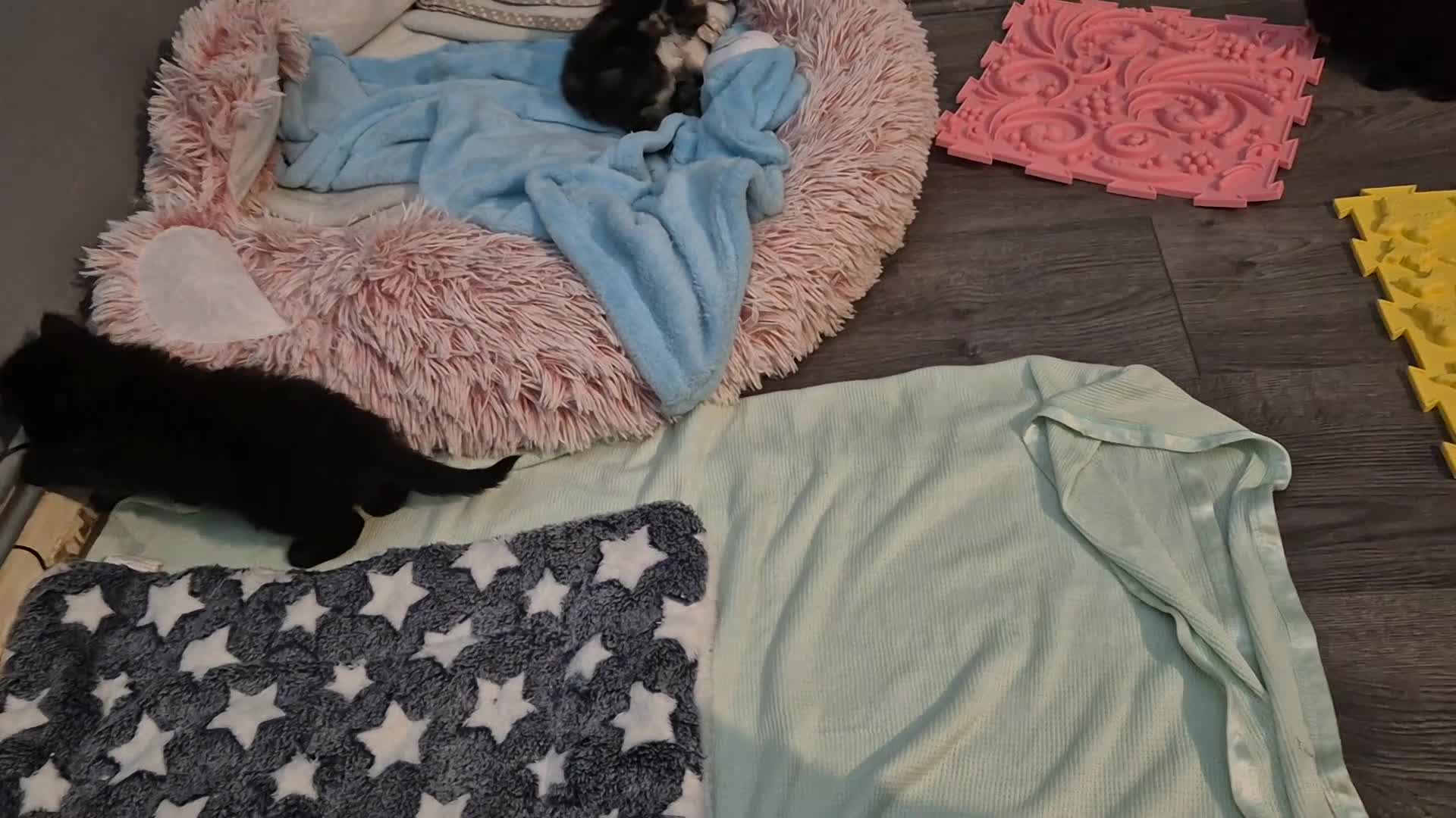 Maine Coon cats for sale: Maine Coon cross - Video 1