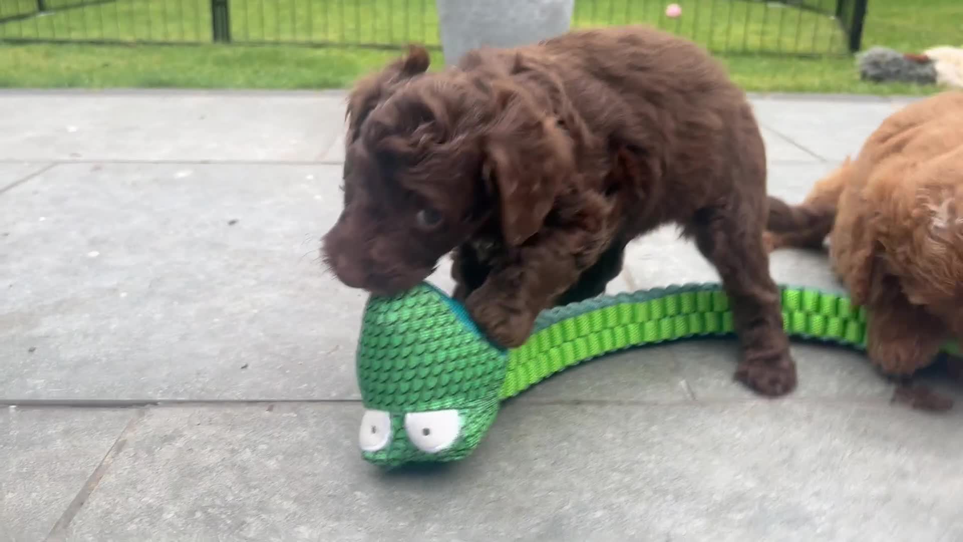 Cockapoo dogs for sale: Cockapoo puppies F1b - Video 2