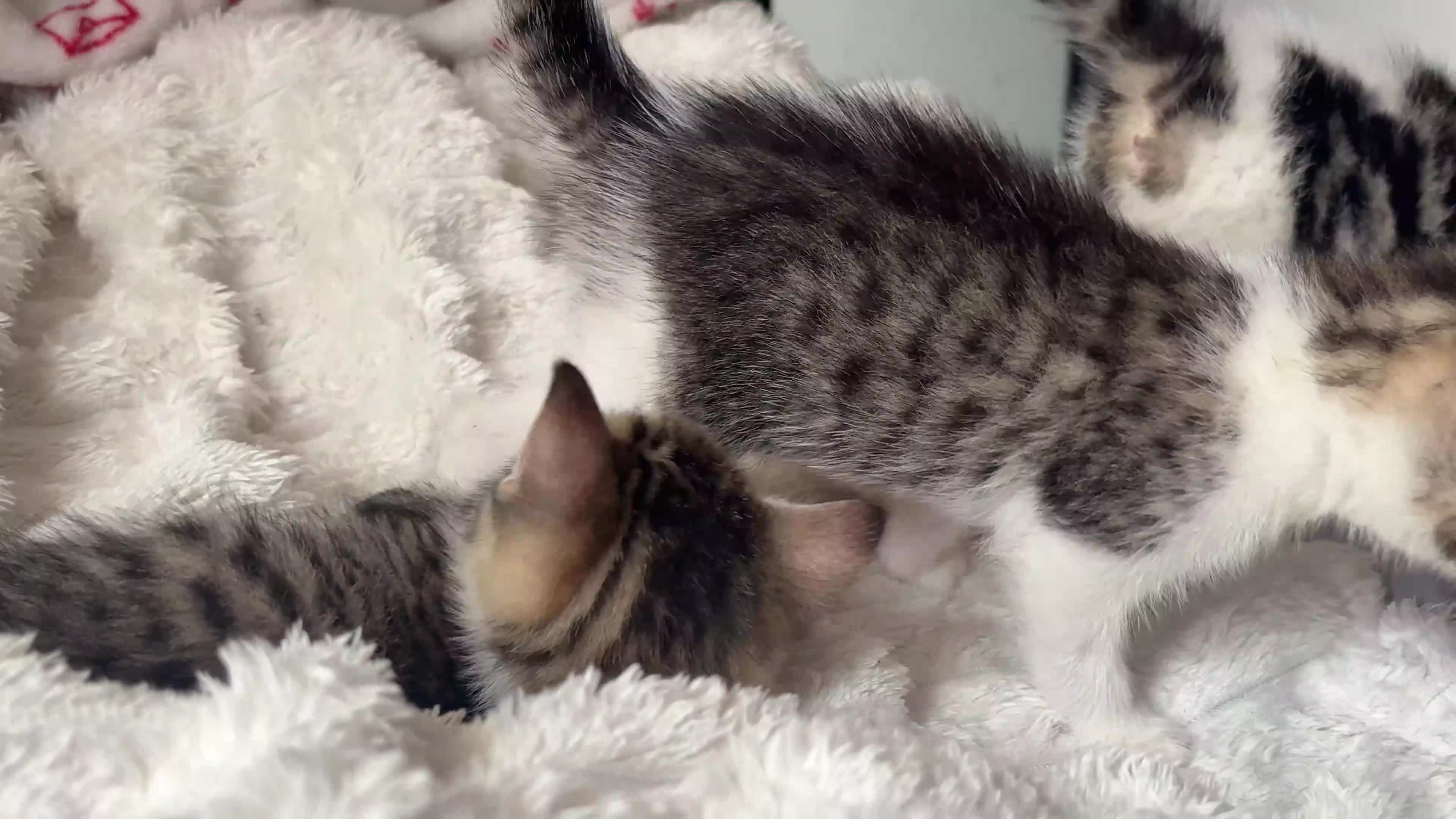 Domestic Shorthair cats for sale: 7 Bundles of fur 🤍🐾 - Video 3