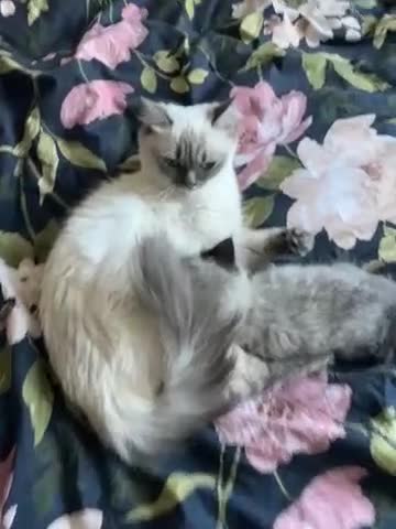 Ragdoll cats for sale: Last boy available  - Video 3