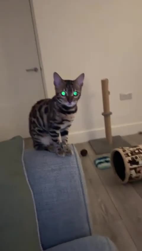 Bengal cats for sale: 🐾 Beautiful Rosetted Bengal Girl - Video 2