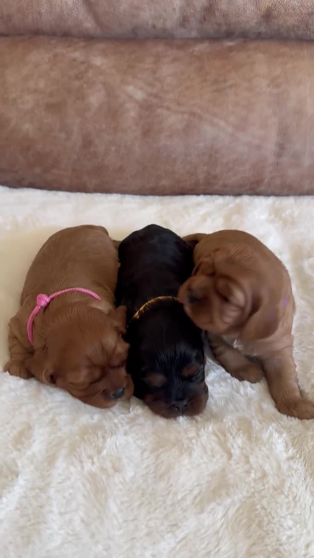 Cavalier King Charles Spaniel dogs for sale: Health Tested KC Registered Girls - Video 3
