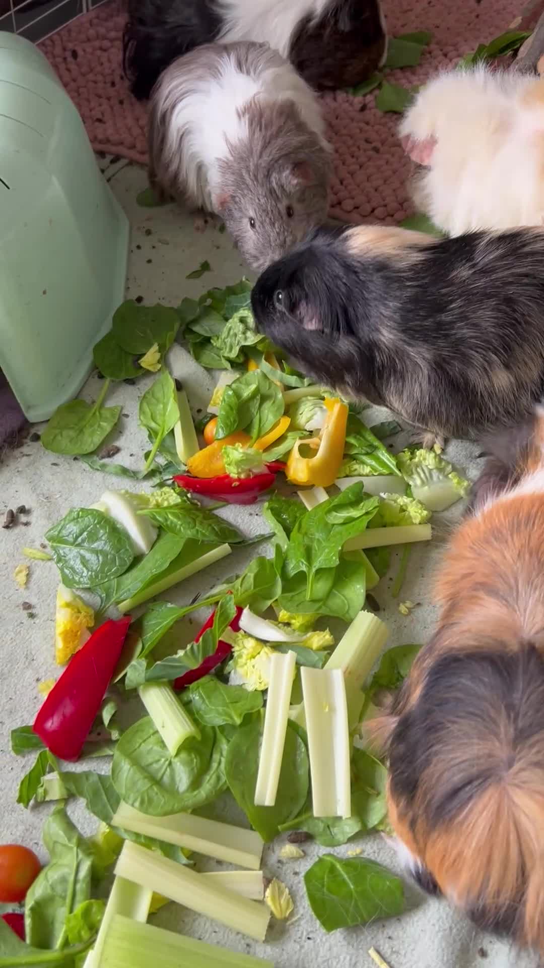 Guinea Pig rodents for sale: 8 Beautiful Girls. in Woodbridge - Video 2