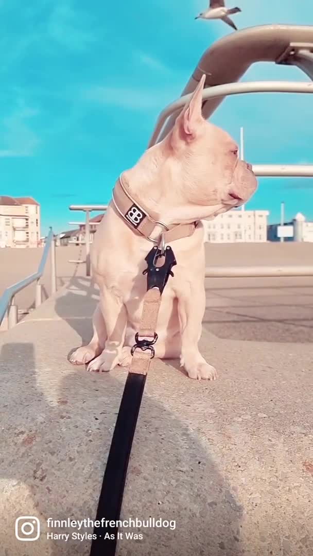 French Bulldog dogs for stud: 🔥 PLATINUM LILAC & TAN FLUFFY - WELL PROVEN- KC   in Blackpool - Video 2