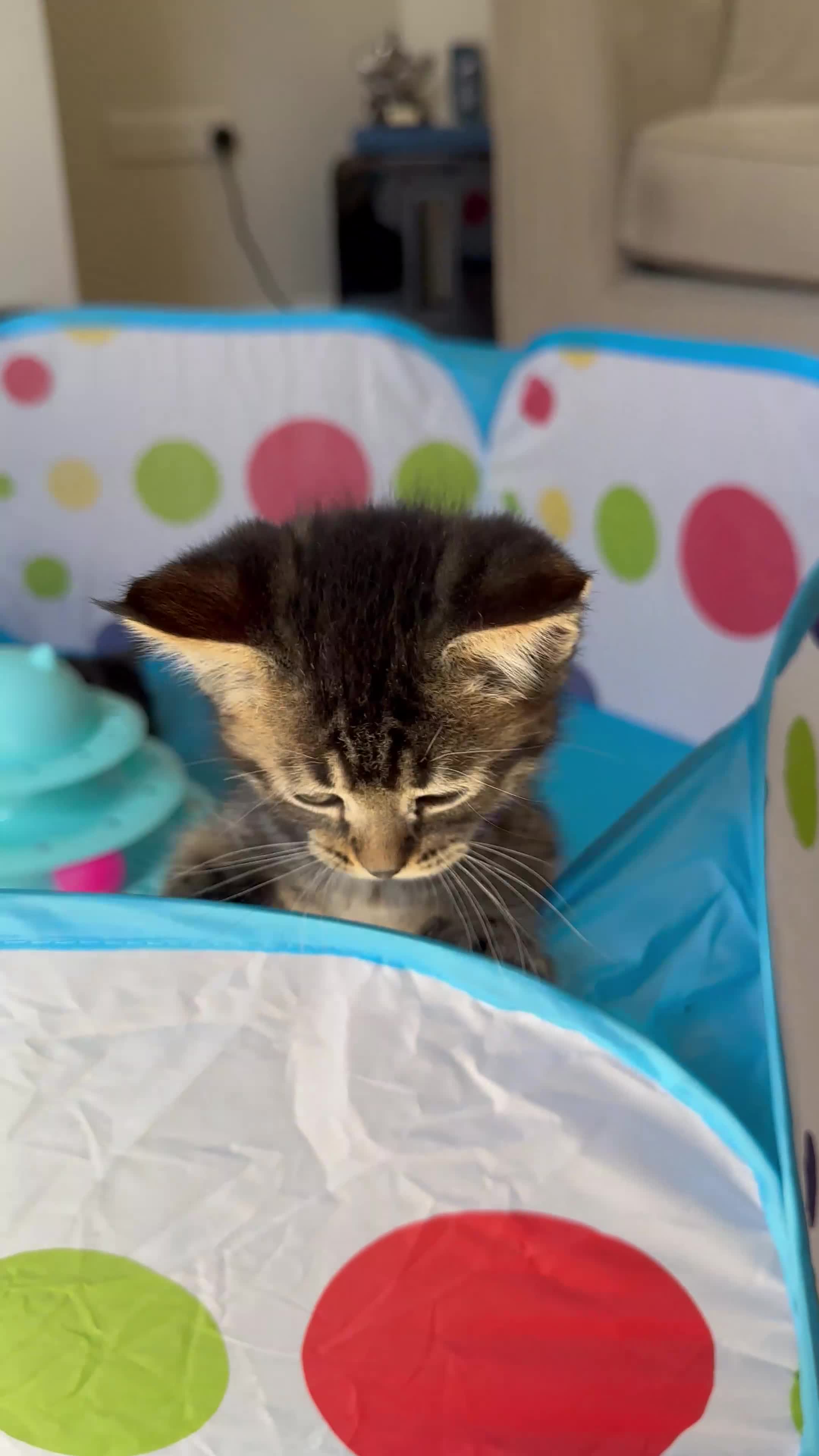 Mixed Breed cats for sale: Maine Coon x British Short Hair Kittens in Cambridge - Video 1