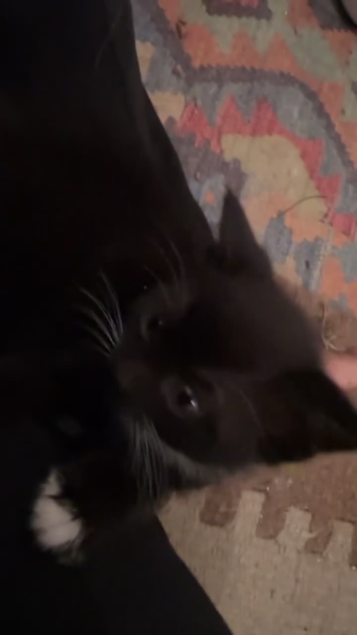 Mixed Breed cats for sale: Kittens looking for their PURRfect forever homes - Video 5